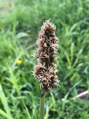 Carex vulpina