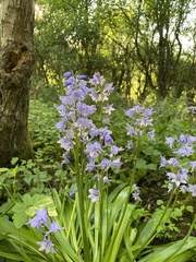 Hyacinthoides