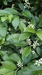 Euonymus europaeus