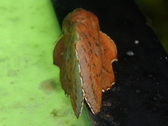 Phyllodesma joannisi