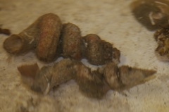 Vermicularia spirata