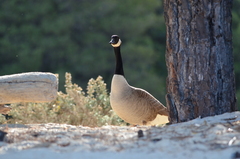 Branta canadensis maxima