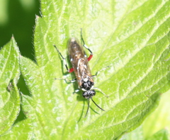 Macrophya punctumalbum