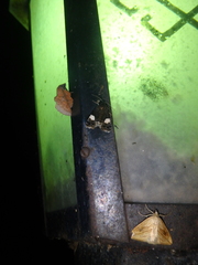 Phyllodesma joannisi