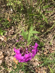 Phlox carolina
