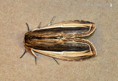 Truncaptera truncata