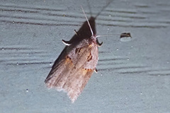 Acleris maculidorsana
