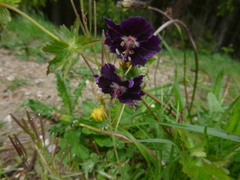 Geranium phaeum phaeum