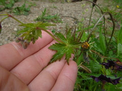 Geranium phaeum phaeum
