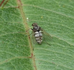 Chrysopilus proximus