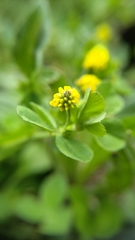 Medicago lupulina