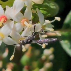 Gasteruption assectator