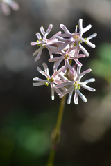 Silene graminifolia