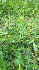 Medicago lupulina