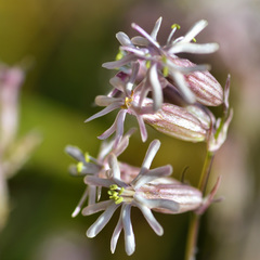 Silene graminifolia
