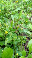 Medicago lupulina