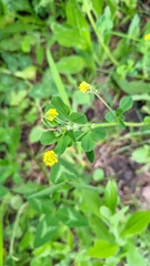 Medicago lupulina
