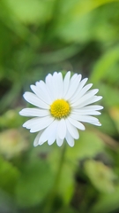 Bellis perennis