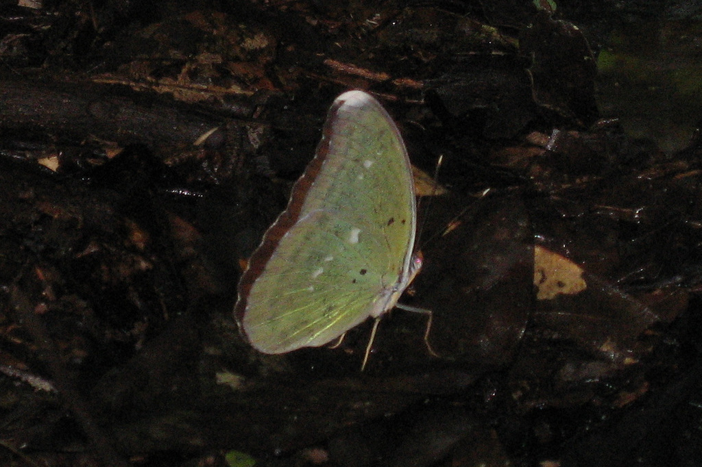 Western Blue-banded Forester