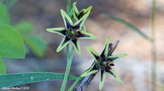 Fritillaria brandegeei
