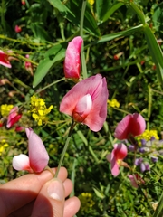 Lathyrus tingitanus