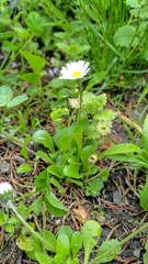 Bellis perennis