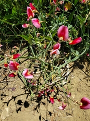 Lathyrus tingitanus