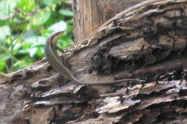 Orange-throated Skink