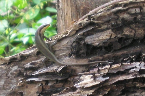 Guinea Mabuya, Trachylepis aureogularis