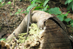 Trachylepis