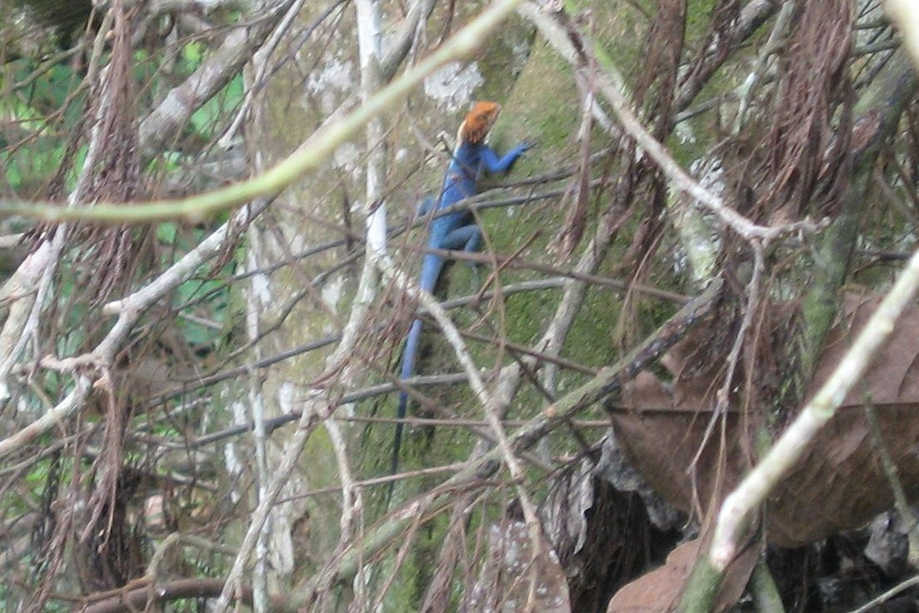 West African Agama