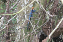 Agama africana