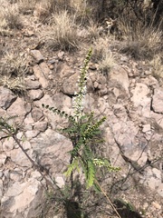 Eysenhardtia orthocarpa