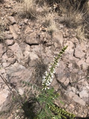 Eysenhardtia orthocarpa