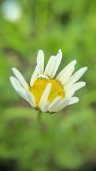 Leucanthemum vulgare