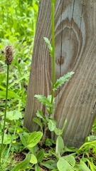Leucanthemum vulgare