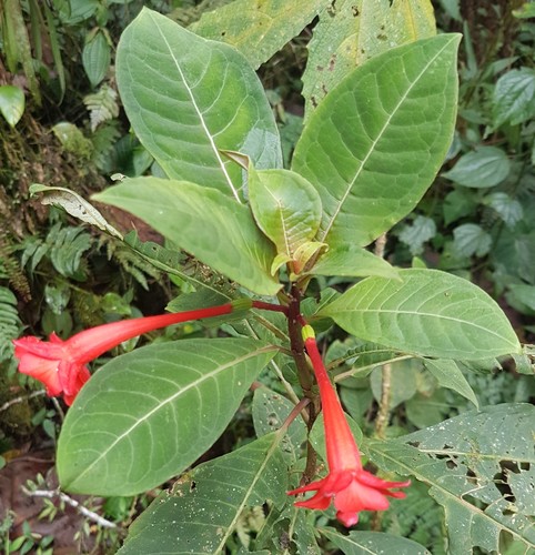 Fuchsia macrostigma (Fuchsia macrostigma)