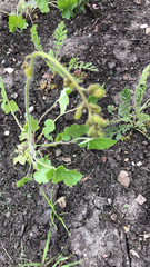 Heuchera richardsonii