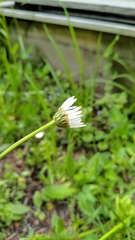 Leucanthemum vulgare