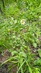 Leucanthemum vulgare
