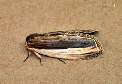 Truncaptera truncata