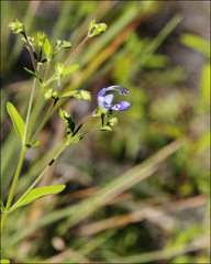 Trichostema dichotomum image