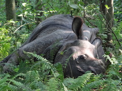 Rhinoceros unicornis