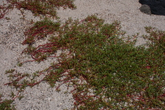 Sesuvium edmonstonei