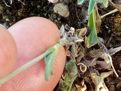 Silene colorata image