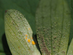 Peronospora corydalis