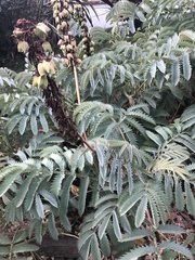 Melianthus