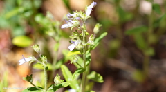 Collinsia childii