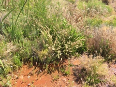 Polypogon monspeliensis