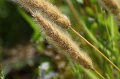 Polypogon monspeliensis